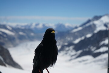 raven in the mountains, with glacier in the background