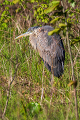 great blue heron