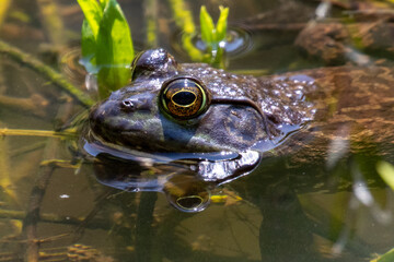 frog in the pond