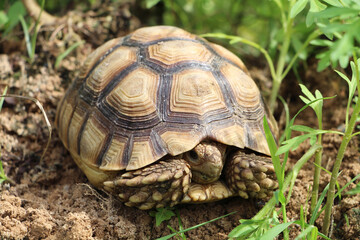 African Sulcata Tortoise Natural Habitat,Close up African spurred tortoise resting in the garden, Slow life ,Africa spurred tortoise sunbathe on ground with his protective shell ,Beautiful Tortoise
