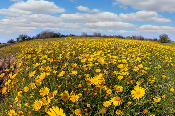 Fototapeta premium Fields of flowers chamomiles