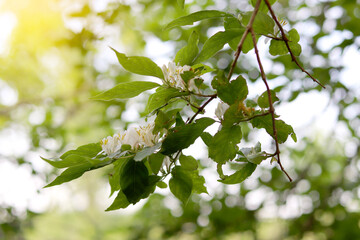 Fototapeta premium Beautiful spring wildflowers in the forest. Forest landscape. Wild nature background. Spring natural concept.