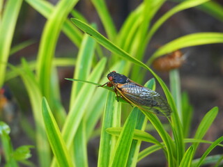 brood X cicadas on leaves