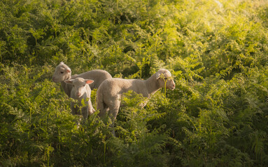 Obraz na płótnie Canvas três ovelhas a pastar no campo verdejante