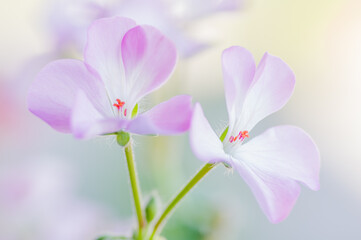 ベランダガーデニング ピンクのゼラニウム 花言葉は育ちの良さ 尊敬 Wall Mural 宮岸孝守