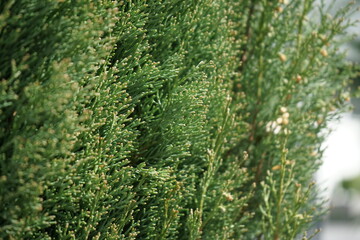 coniferious trees close up macro photography
