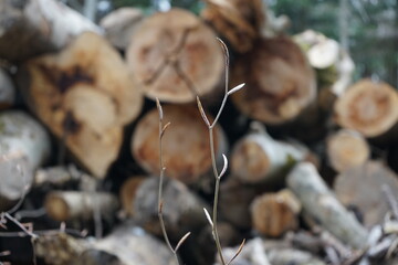 Close up o fnew tree in front of cut down logs
