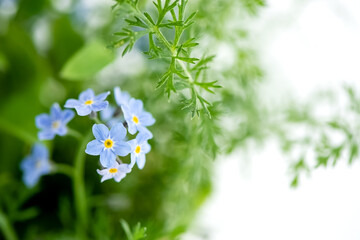 tiny blue forget-me-not flowers (Myosotis sylvatica) on blurred background