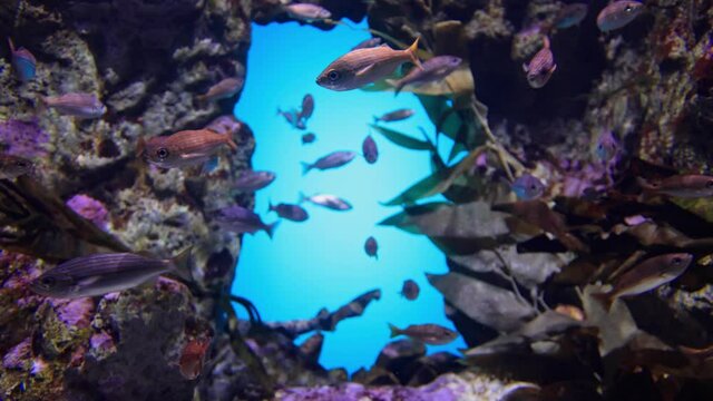 Close up shot of beautiful underwater Aquarium