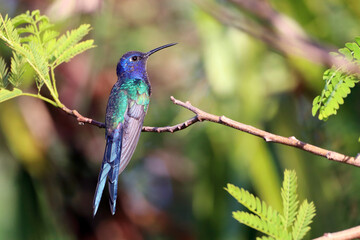 Swallow-tailed Hummingbird (Eupetomena macroura) perched on the foliage.