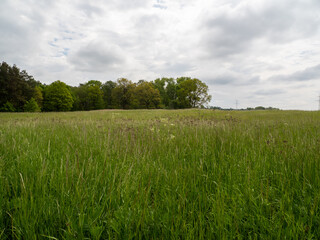 tall grass in the field