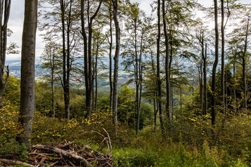 Obraz premium Glades and old trees in forest next to mountain trail in Walbrzych Mountains