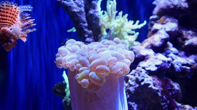 Close up shot of bubble coral and Red lionfish in a beautiful underwater Aquarium