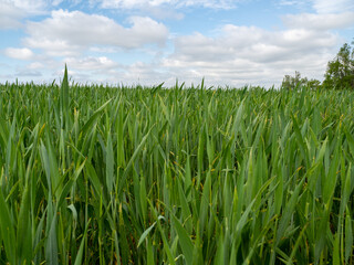 Obraz premium green wheat field, spring wheat field