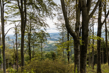 Obraz premium Glades and old trees in forest next to mountain trail in Walbrzych Mountains