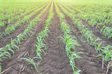 Young corn plants are growing on big field. Morning landscape with sunlight