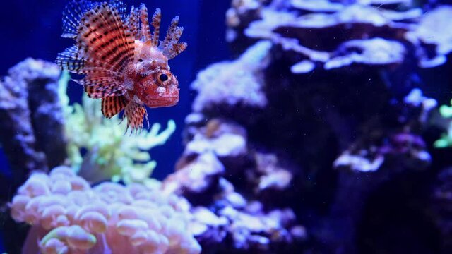 Close up shot of bubble coral and Red lionfish in a beautiful underwater Aquarium
