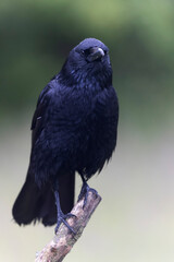 Fototapeta premium Corneille noire Corvus corone perchée en viue rapprochée