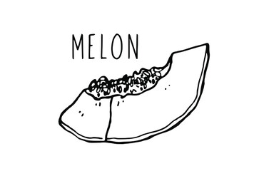 Melon. Fruit illustration for farm market menu, recipe, summer menu, invitations, posters, stickers and seasonal design. Vector illustration on a white background.