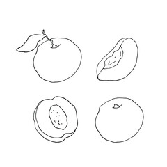 Peach. Fruit illustration for farm market menu, recipe, summer menu, invitations, posters, stickers and seasonal design. Hand drawn vector illustration on a white background.