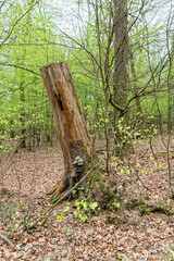 An old tree stump after a felled tree.