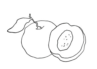 Peach. Fruit illustration for farm market menu, recipe, summer menu, invitations, posters, stickers and seasonal design. Hand drawn vector illustration on a white background.