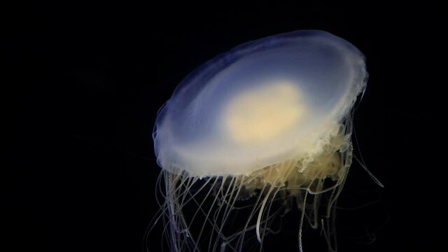 Close up shot of beautiful Phacellophora camtschatica  swimming