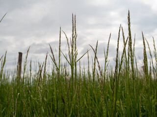tall grass in the field