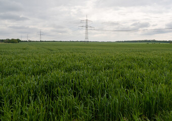 Fototapeta na wymiar green wheat field, spring wheat field