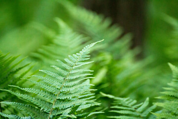 green leaves of ferns against the background of green nature © Paulina