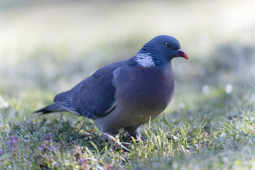 Pigeon ramier Columba palumbus en vue rapprochée