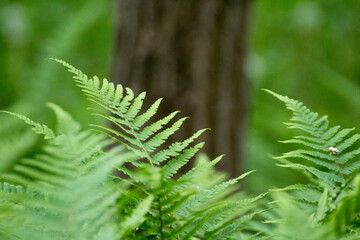 green leaves of ferns against the background of green nature