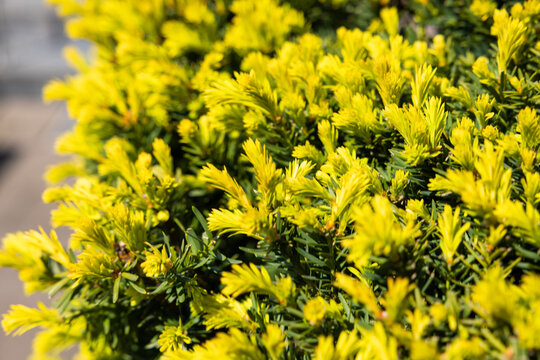 Closeup Shot Of Bright Yellow Lime Glow Juniper Tree