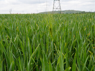 Obraz premium young green ear of wheat
