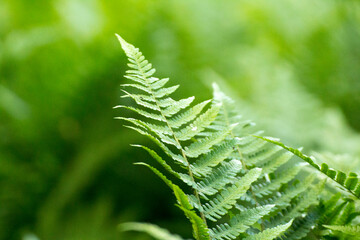 green leaves of ferns against the background of green nature © Paulina