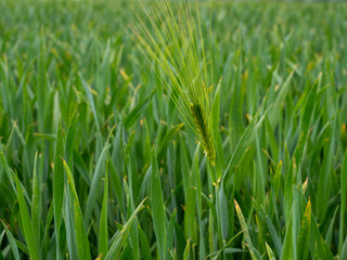 Fototapeta na wymiar young green ear of wheat
