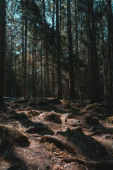 Beautiful moody forest with sun beams coming through and illuminating the surroundings