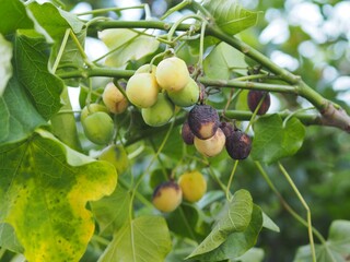 Jatropha a bioenergy crop in garden