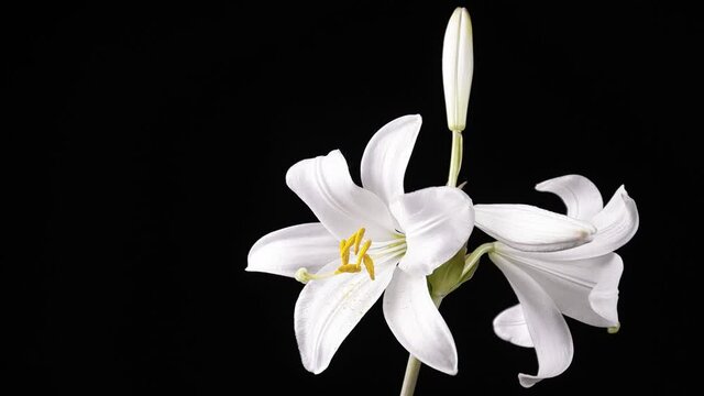 giglio bianco su sfondo nero
