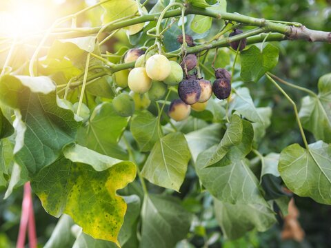 Jatropha a bioenergy crop in garden