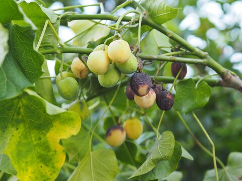 Jatropha a bioenergy crop in garden