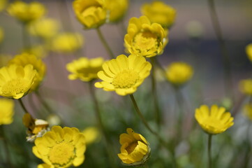 Obraz premium 黄色の花