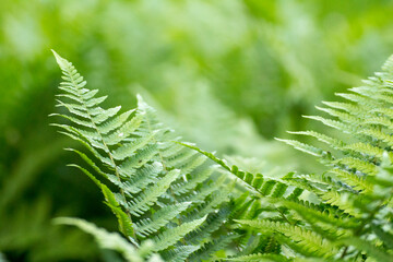 green leaves of ferns against the background of green nature © Paulina