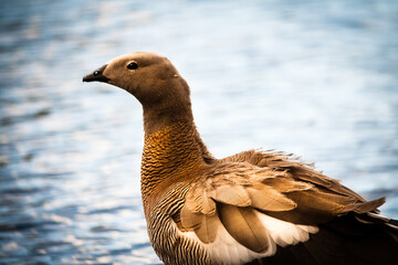 portrait of a Ashy-headed goose, royal cauquen, Chloephaga poliocephala, in a lake in Patagonia during summer