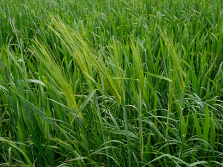 young green ear of wheat
