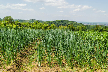 Green onions or Spring onions or Salad onions surrounded with dry soil and small grass planted in local urban garden.