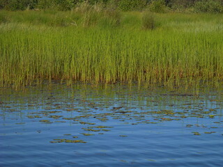reeds in the water