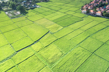 Land or landscape of green field in aerial view. Plot of land for agricultural farm, farmland or plantation with crop, rice. Also sale, investment. Rural area with nature at countryside in Chiang mai.