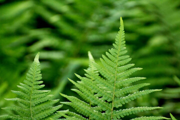 green leaves of ferns against the background of green nature © Paulina