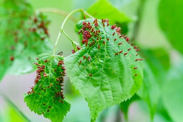 Lindenblatt mit roten Beutelgallen der Lindengallmilbe (Eriophyes tilia)